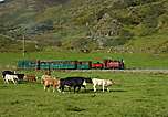 ‘Prince’ and the vintage train disturb the cattle south of Castell Cidwm.       (16/09/2005)
