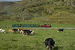 The cattle give chase as ‘Prince’ runs through the fields.       (16/09/2005)